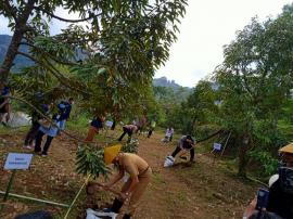 Pemupukan Tanaman Durian Dan Petik Buah dalam rang Percobaan di luar MUSIM